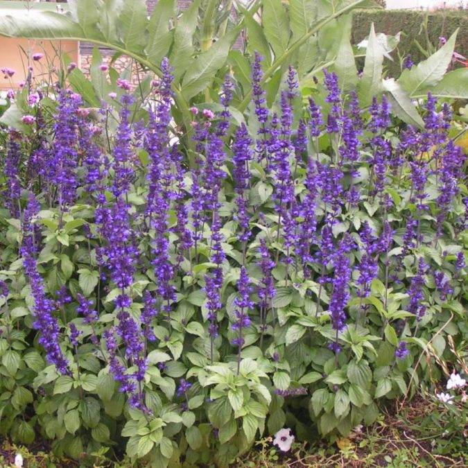 Horticulture Ettwiller : vente de plantes à massifs à Sainte-Croix-en-Plaine proche de Colmar Sélestat 2